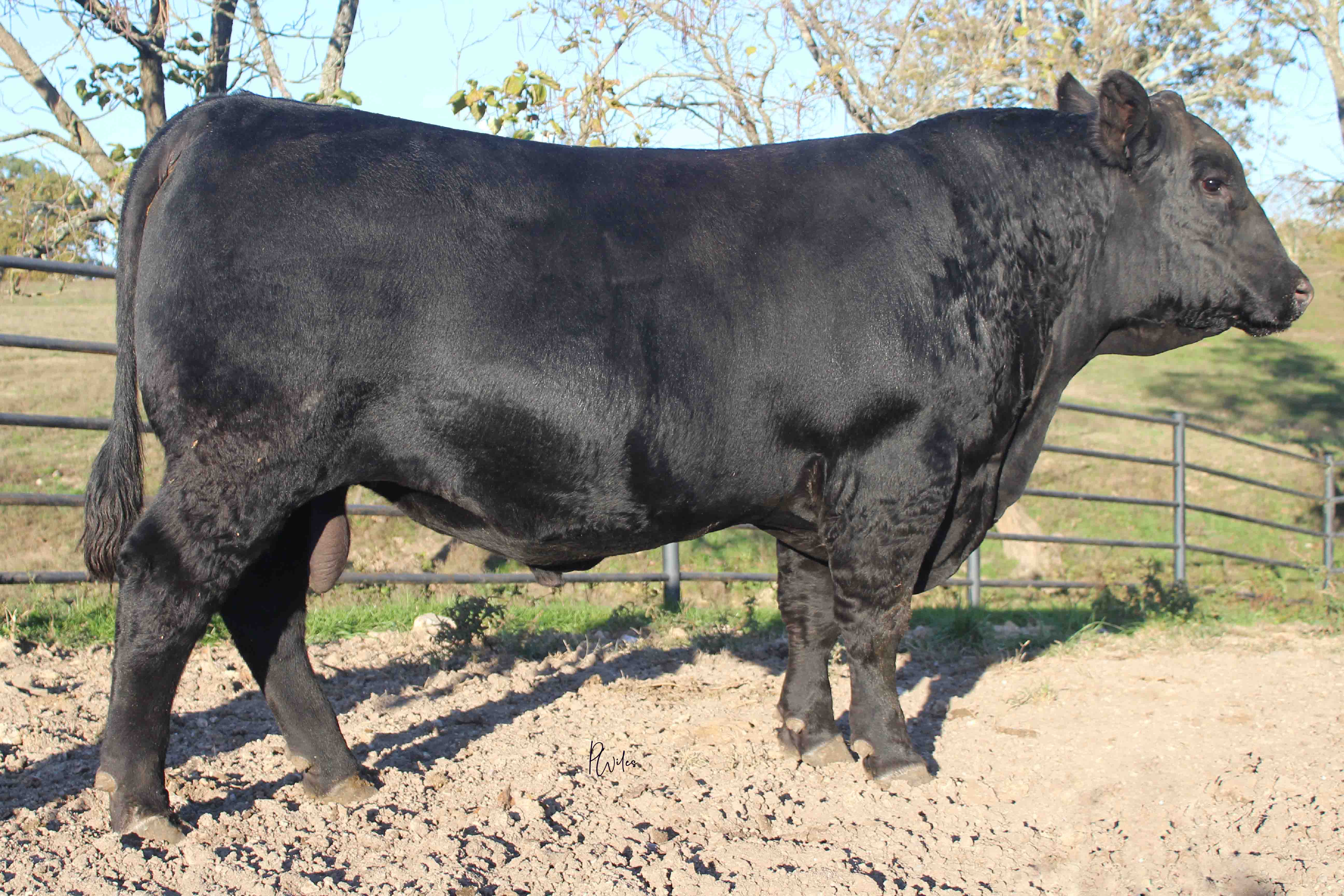WRR Angus Cattle for Sale