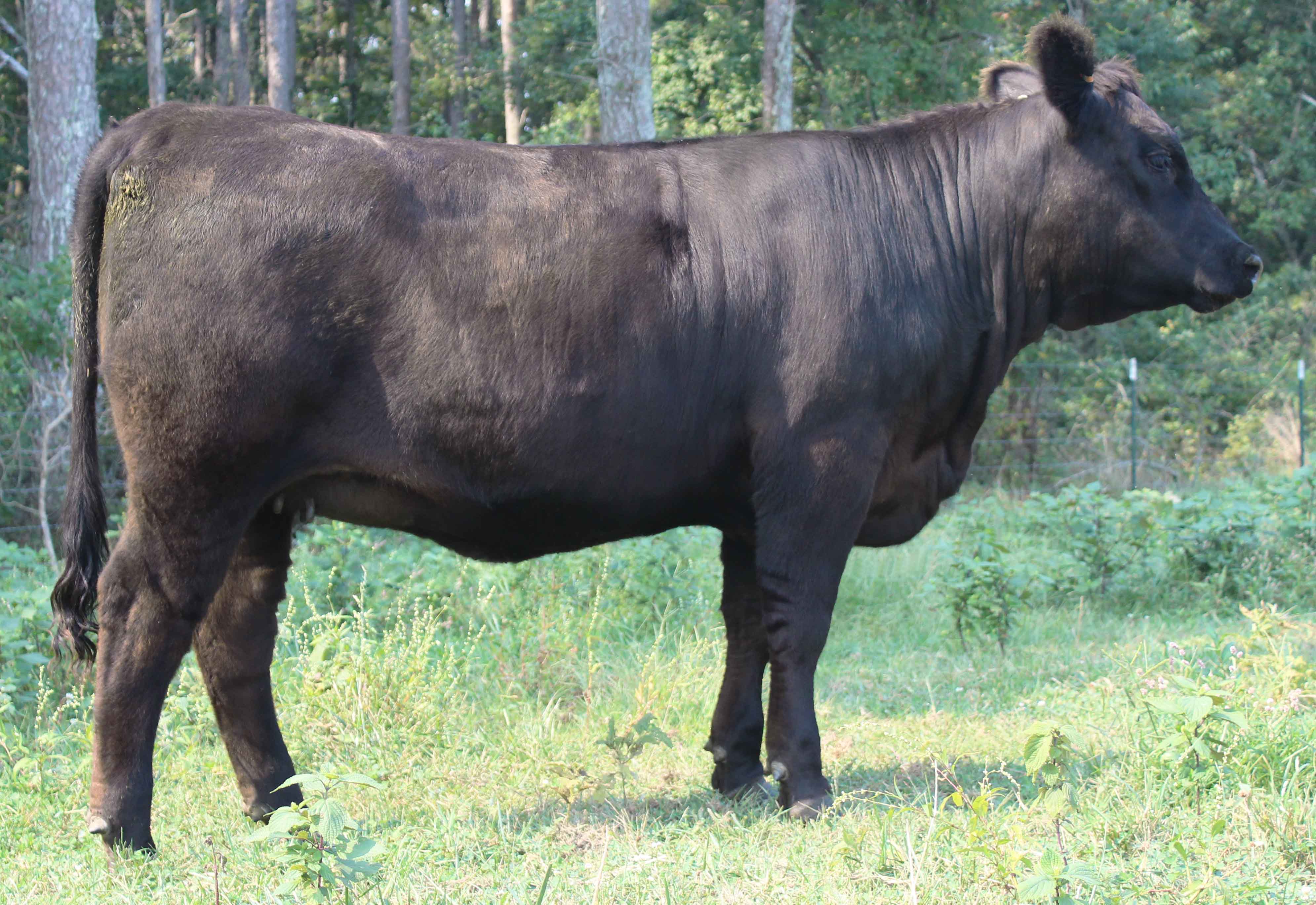 WRR Angus Cattle for Sale