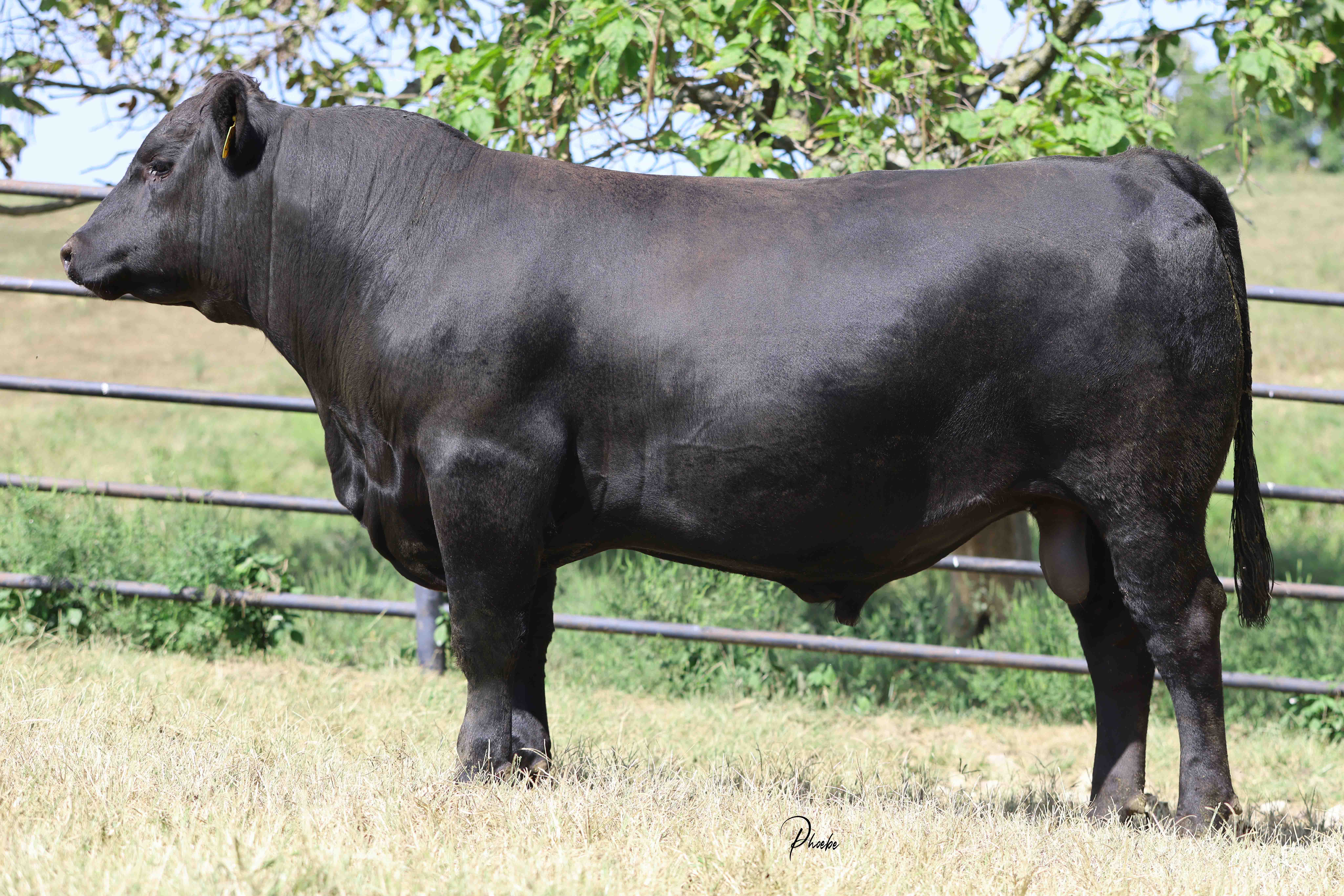 WRR Angus Cattle for Sale