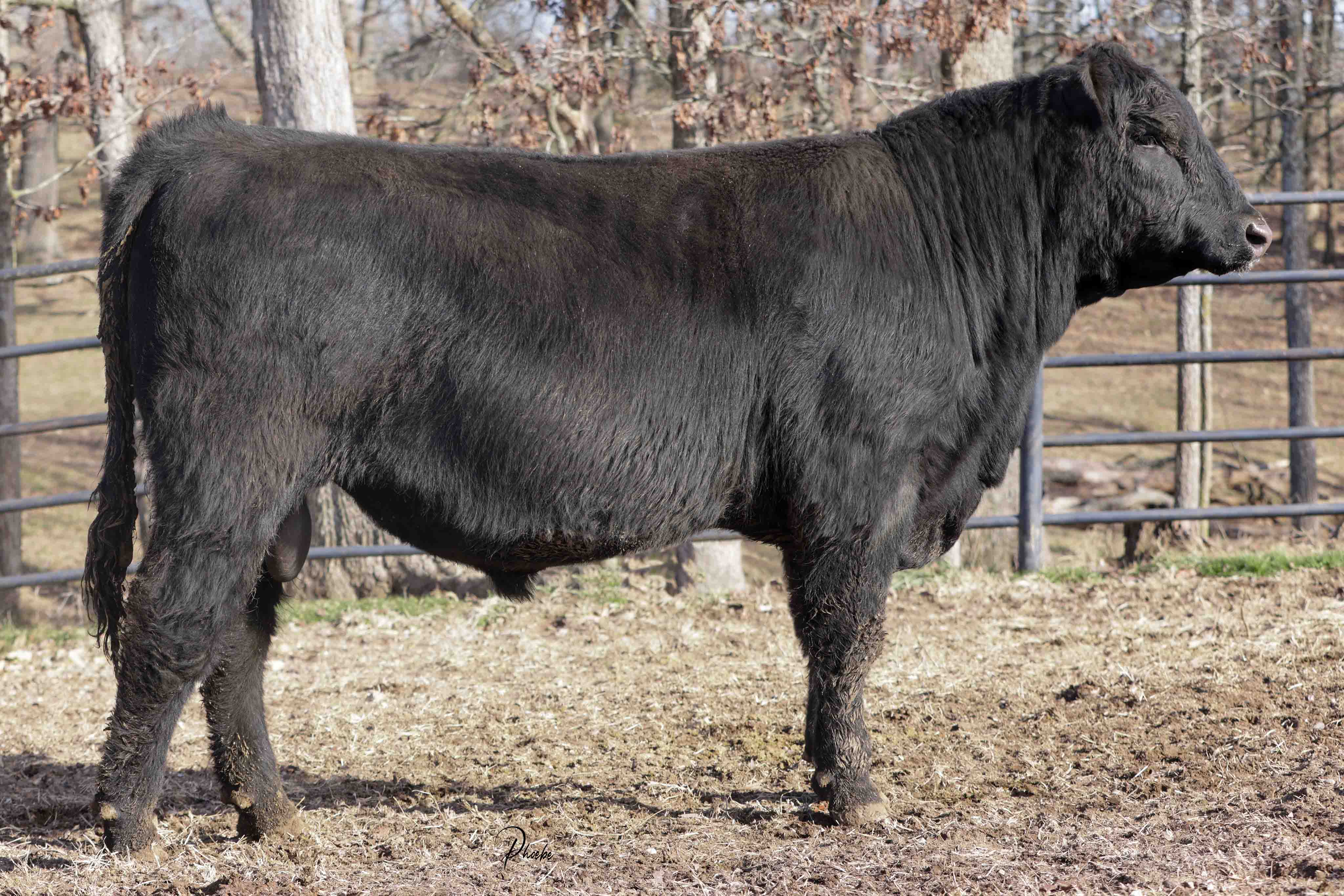 WRR Angus Cattle for Sale