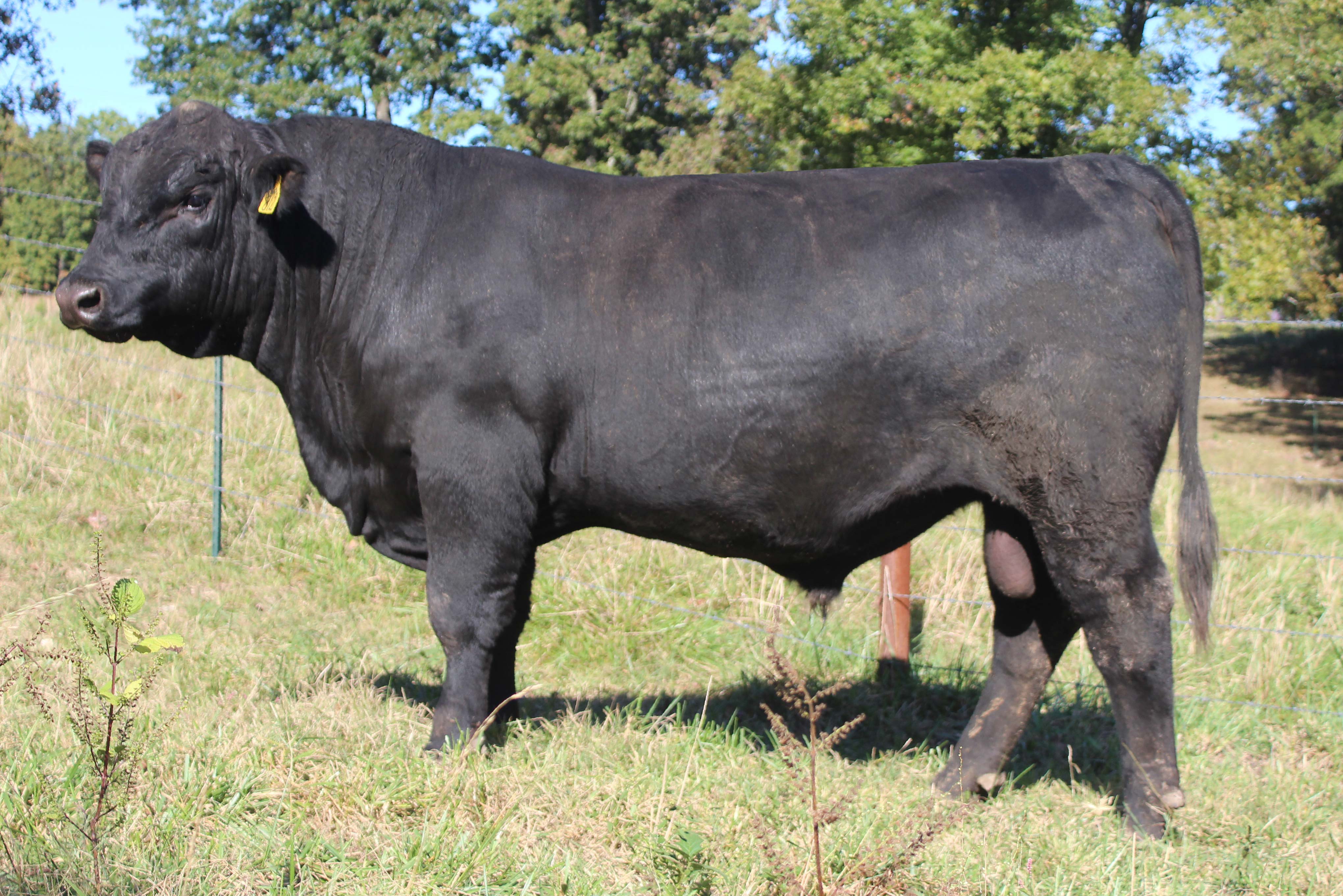 WRR Angus Cattle for Sale