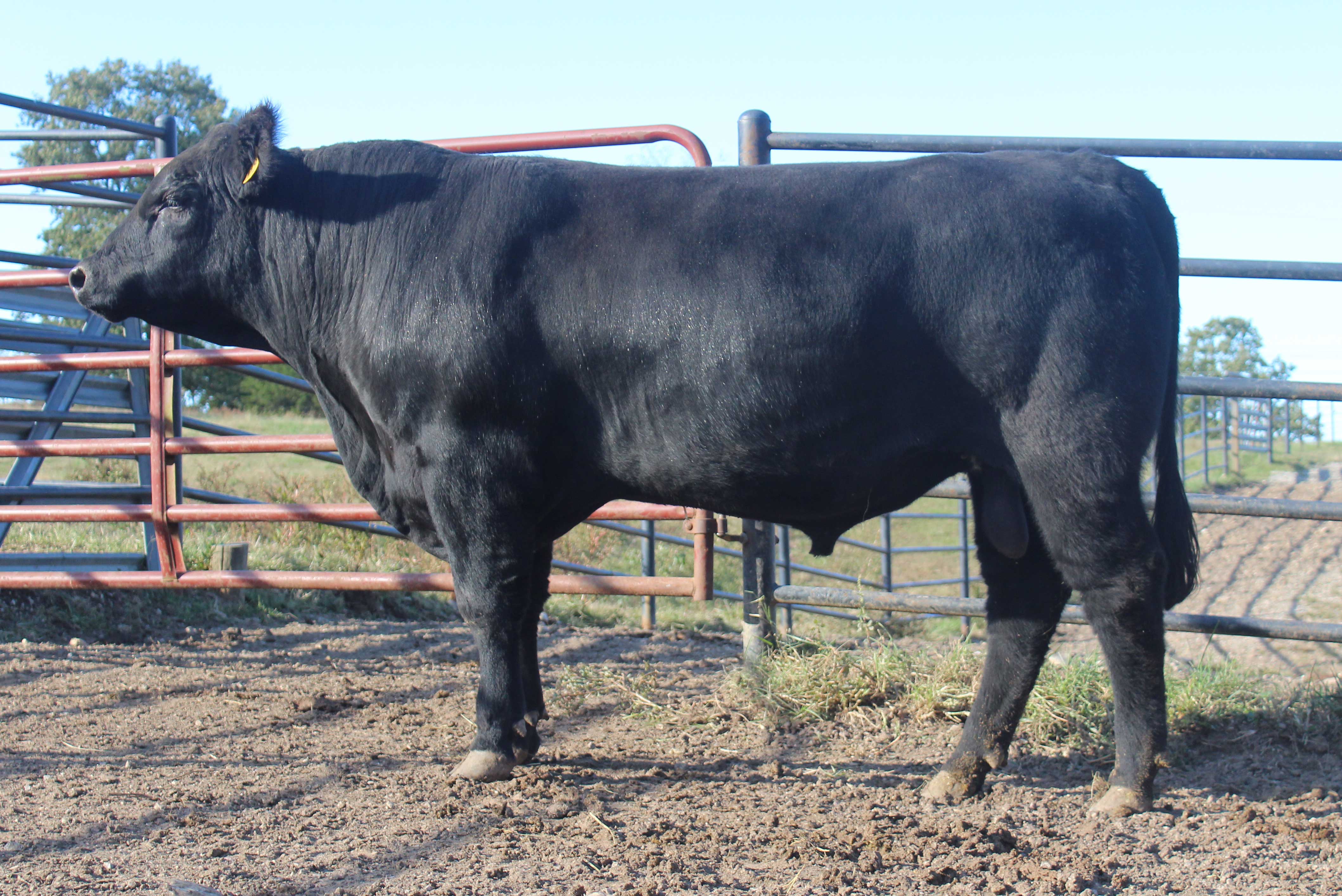 WRR Angus Cattle for Sale