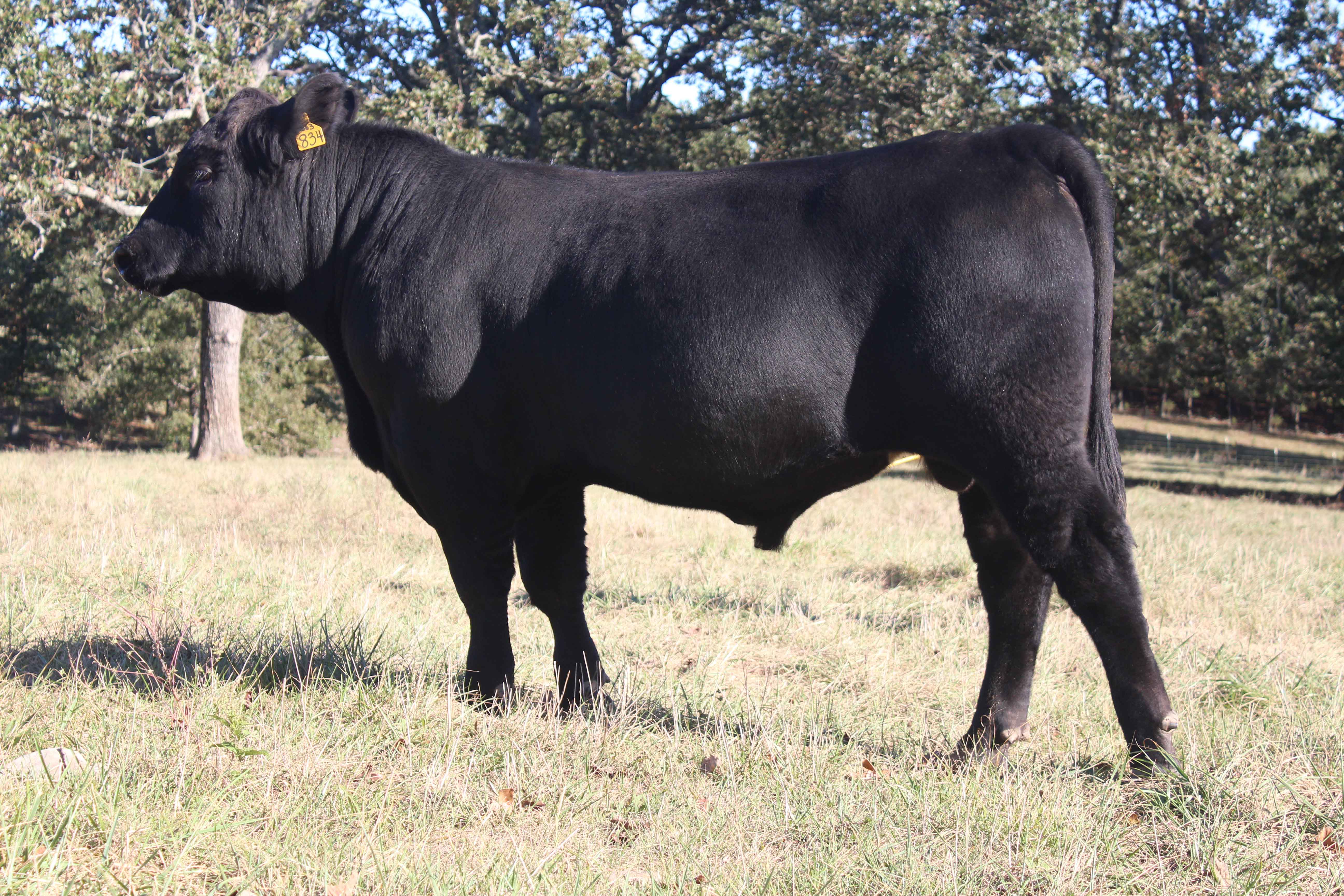 WRR Angus Cattle for Sale