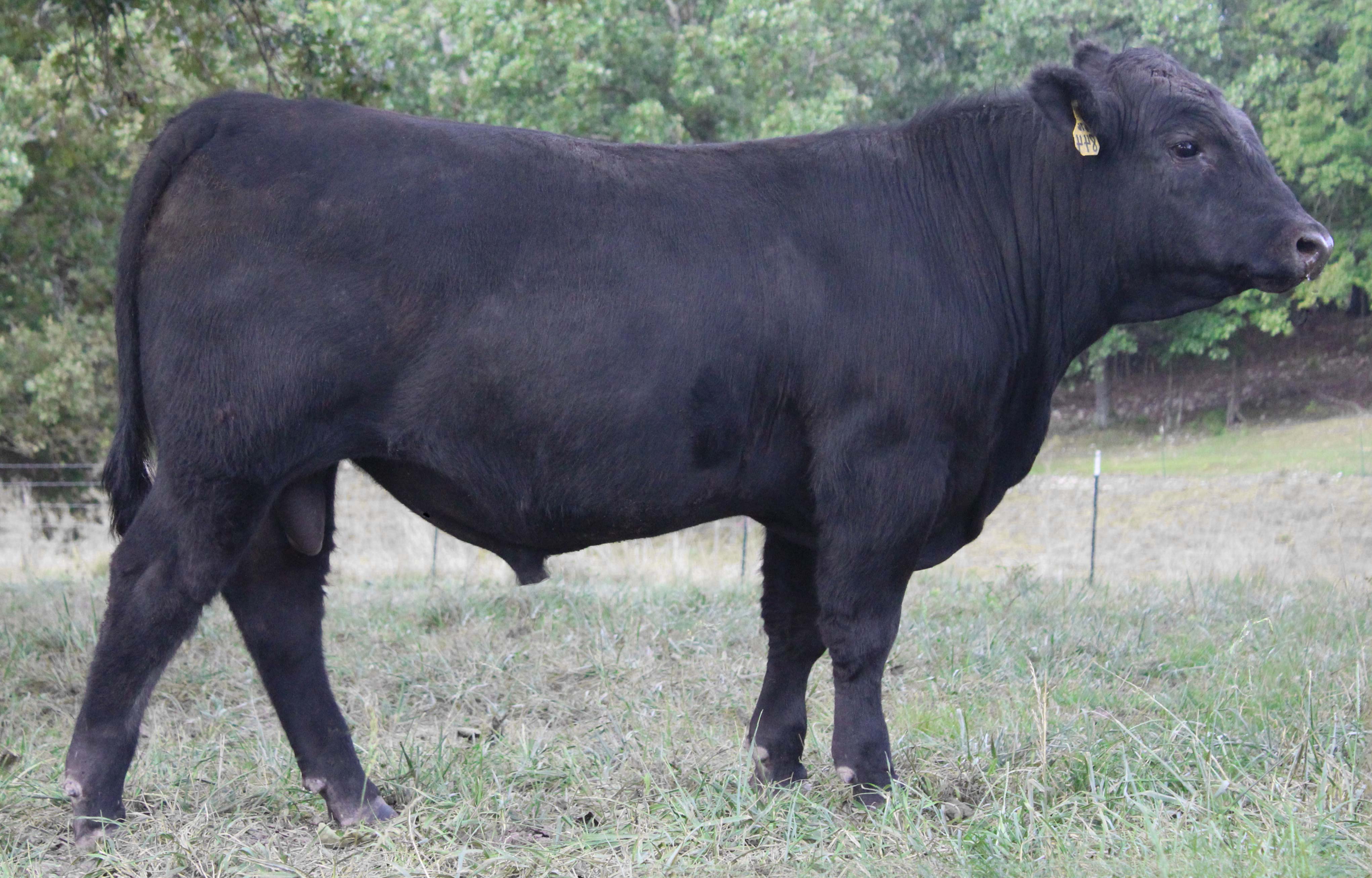 WRR Angus Cattle for Sale