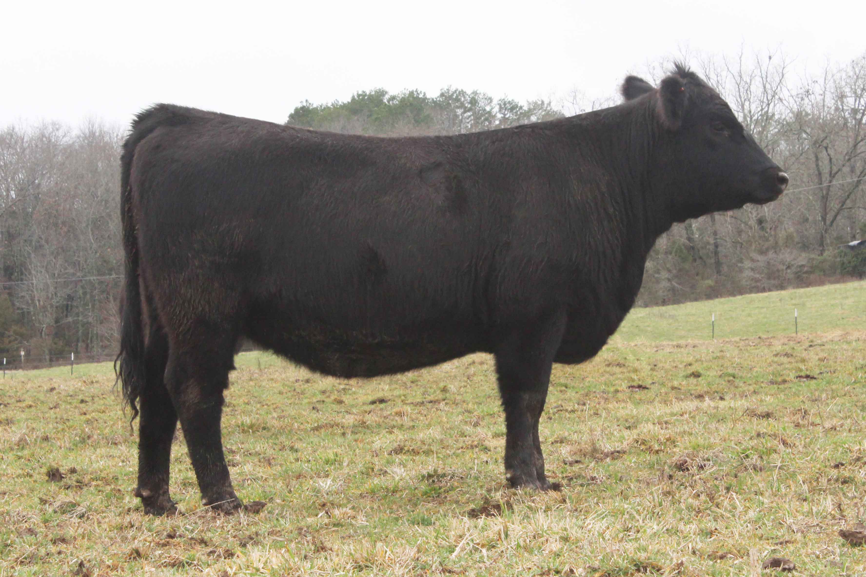 WRR Angus Cattle for Sale