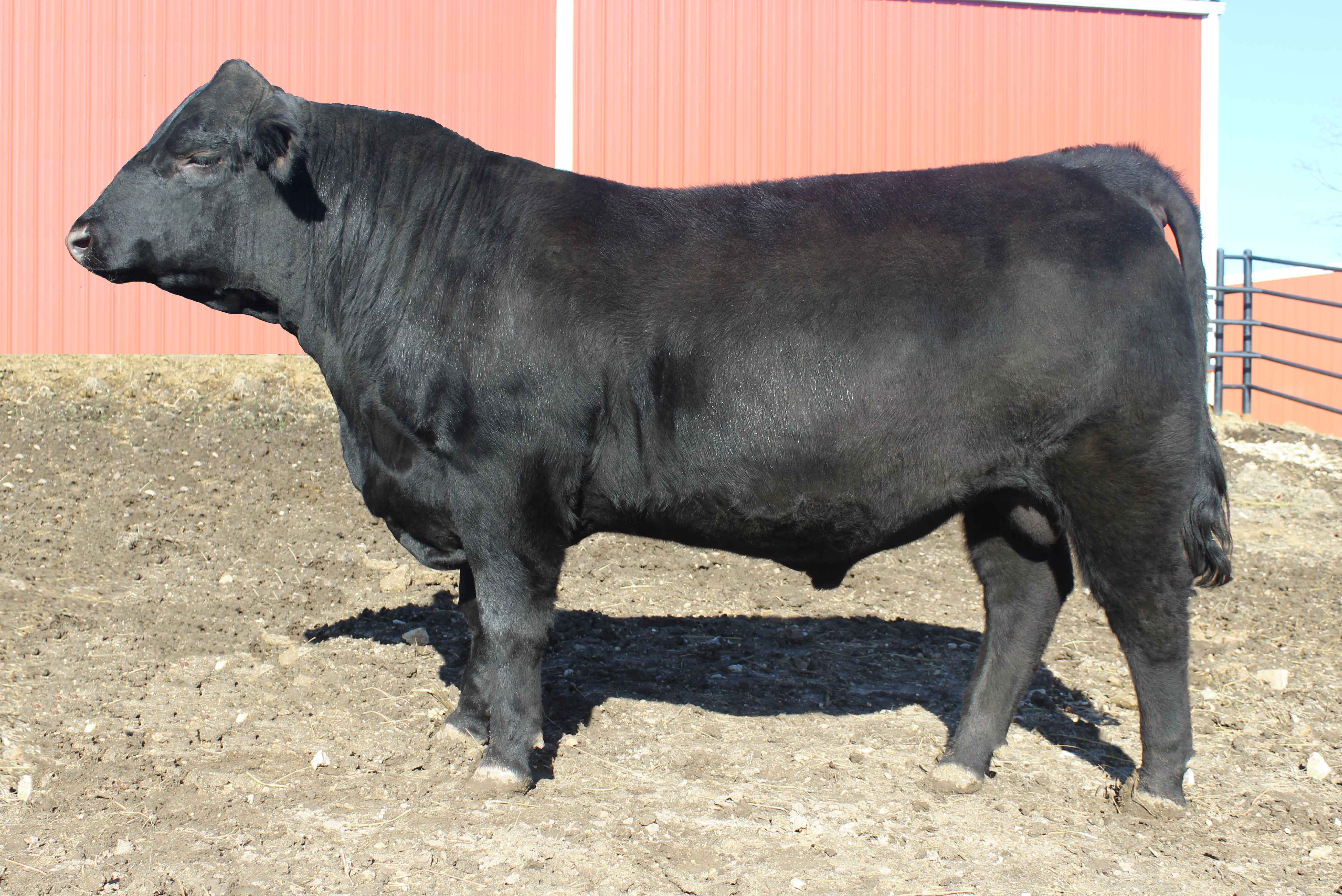 WRR Angus Cattle for Sale