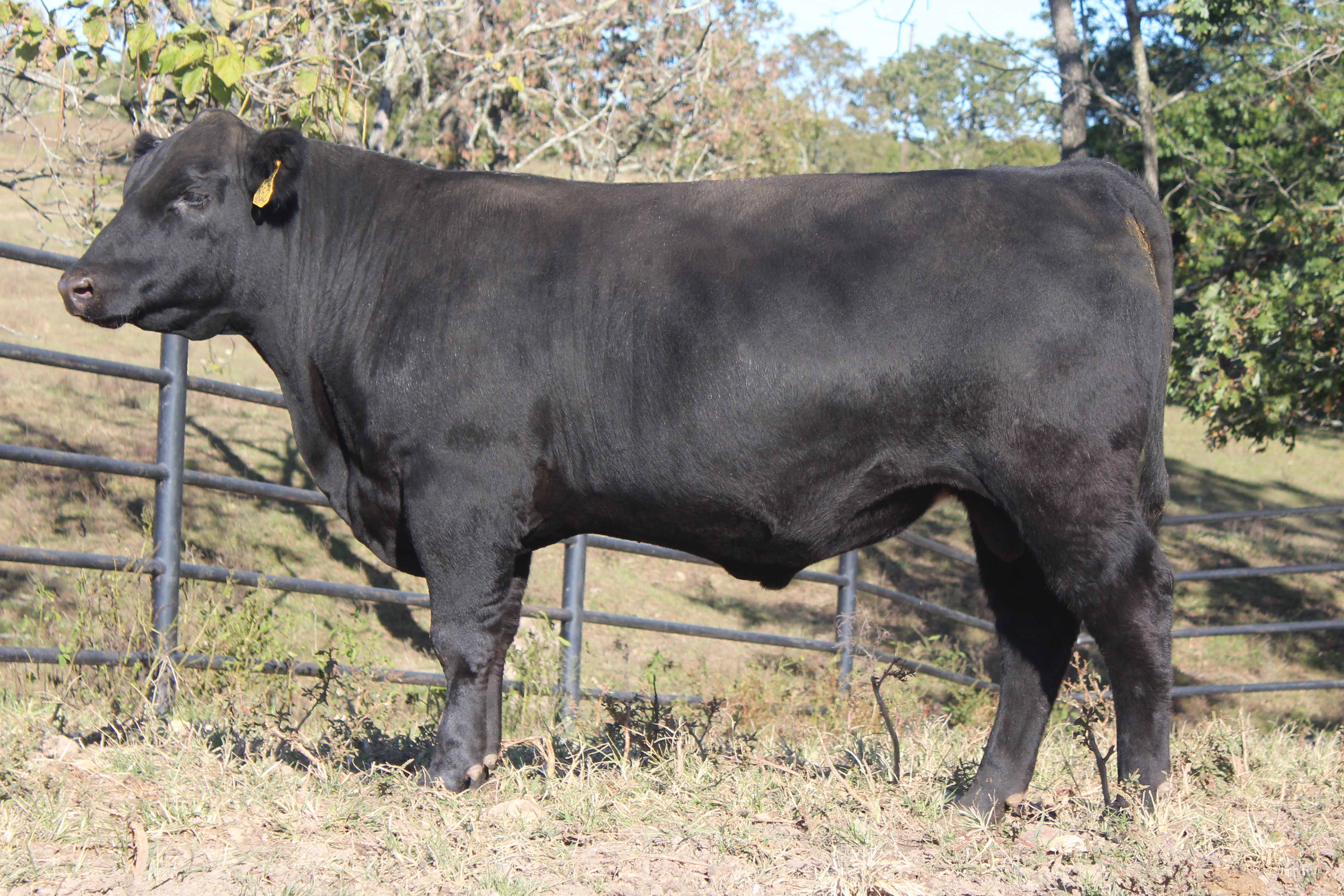 WRR Angus Cattle for Sale
