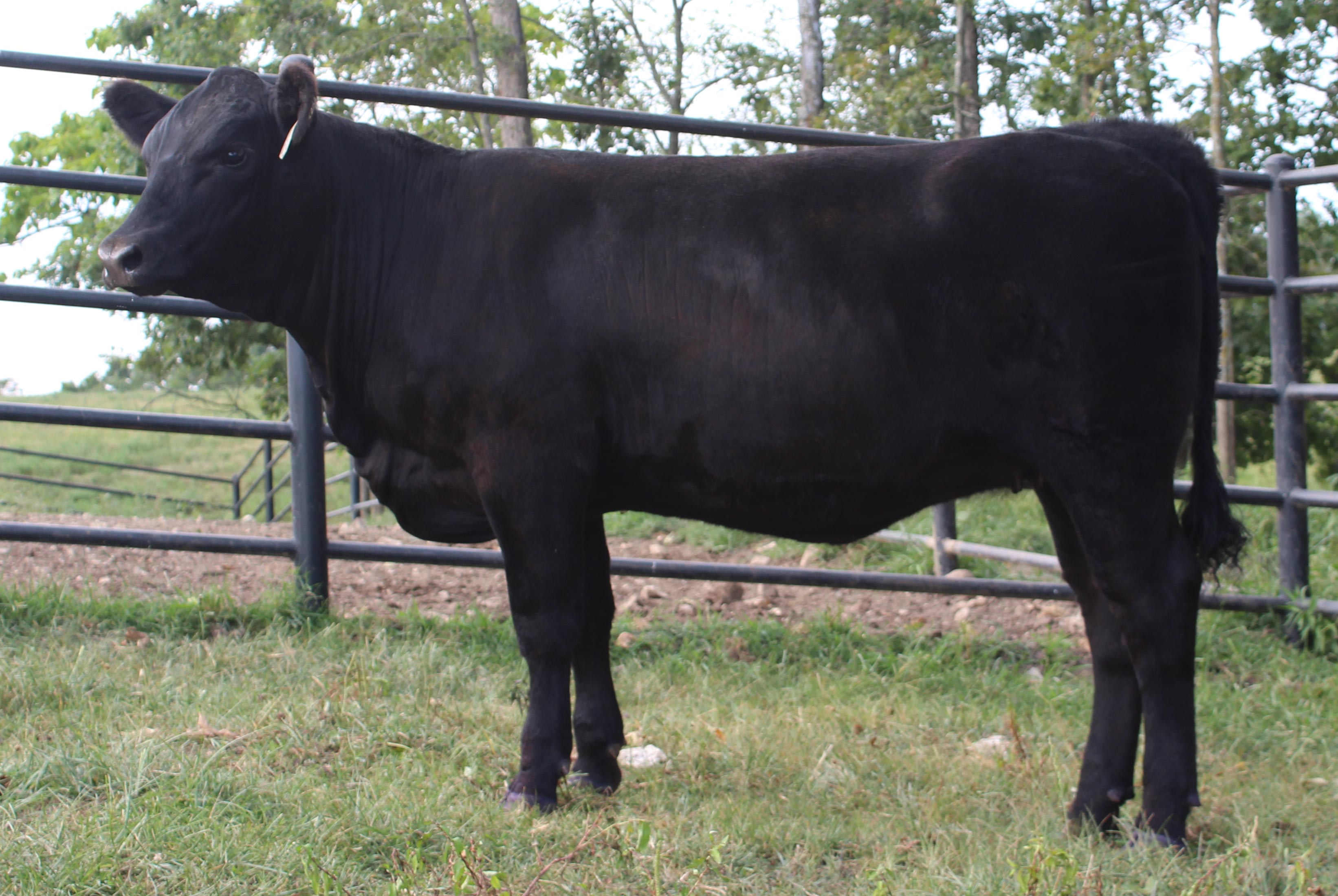 WRR Angus Cattle for Sale