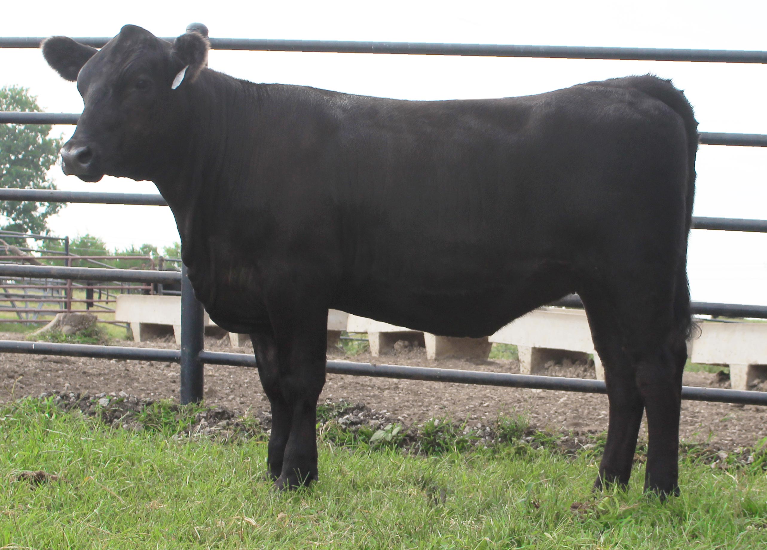 WRR Angus Cattle for Sale