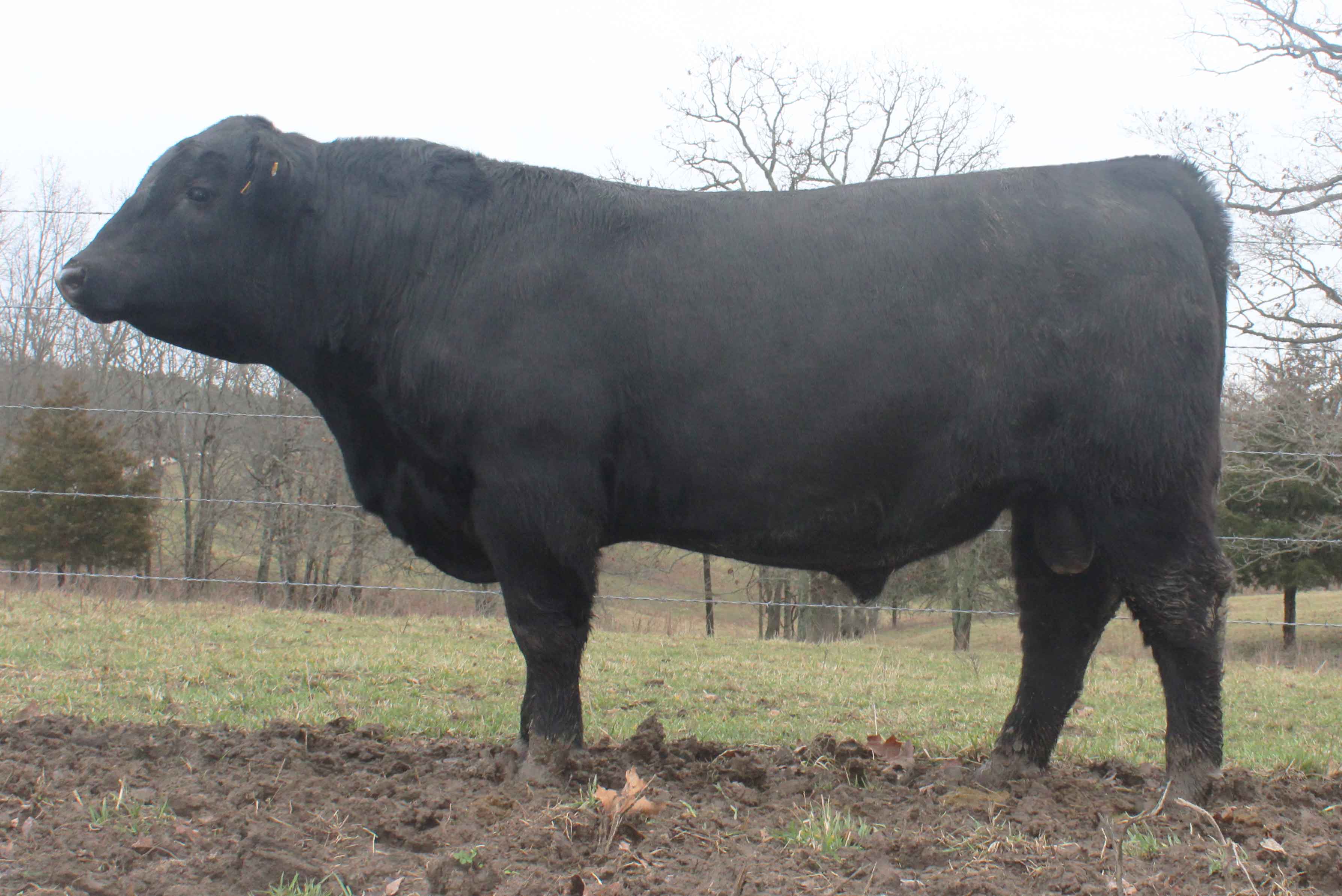 WRR Angus Cattle for Sale