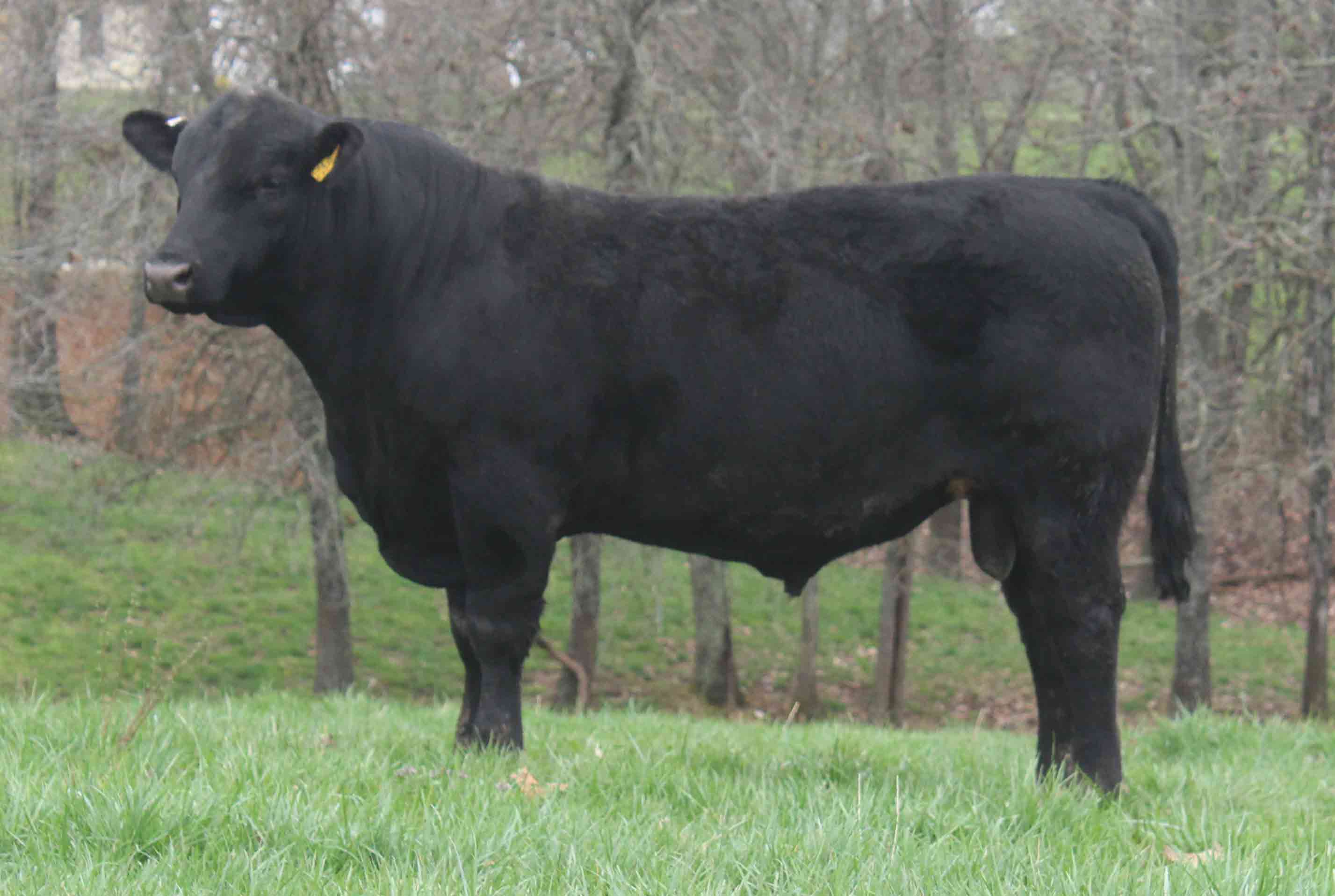 WRR Angus Cattle for Sale
