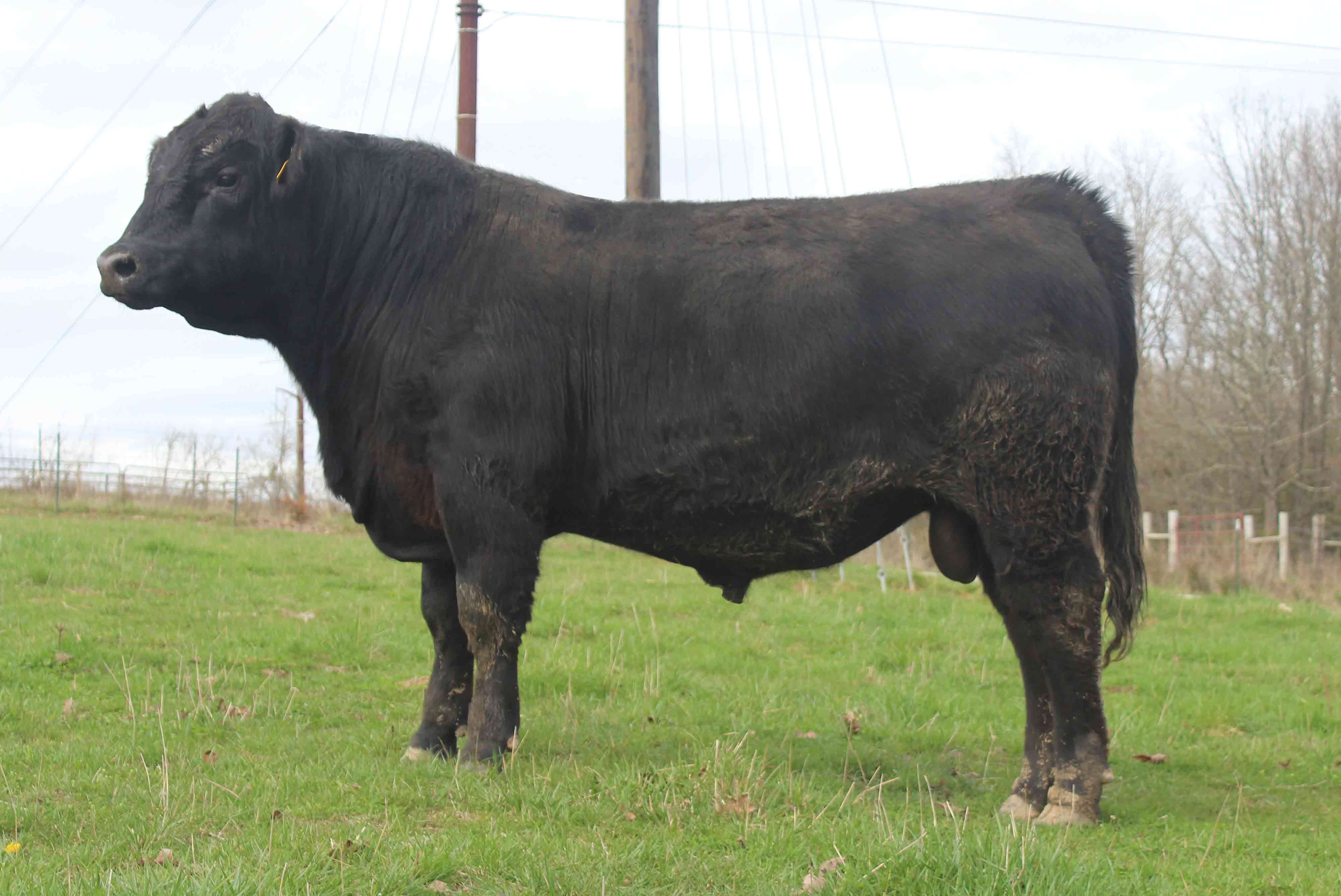 WRR Angus Cattle for Sale