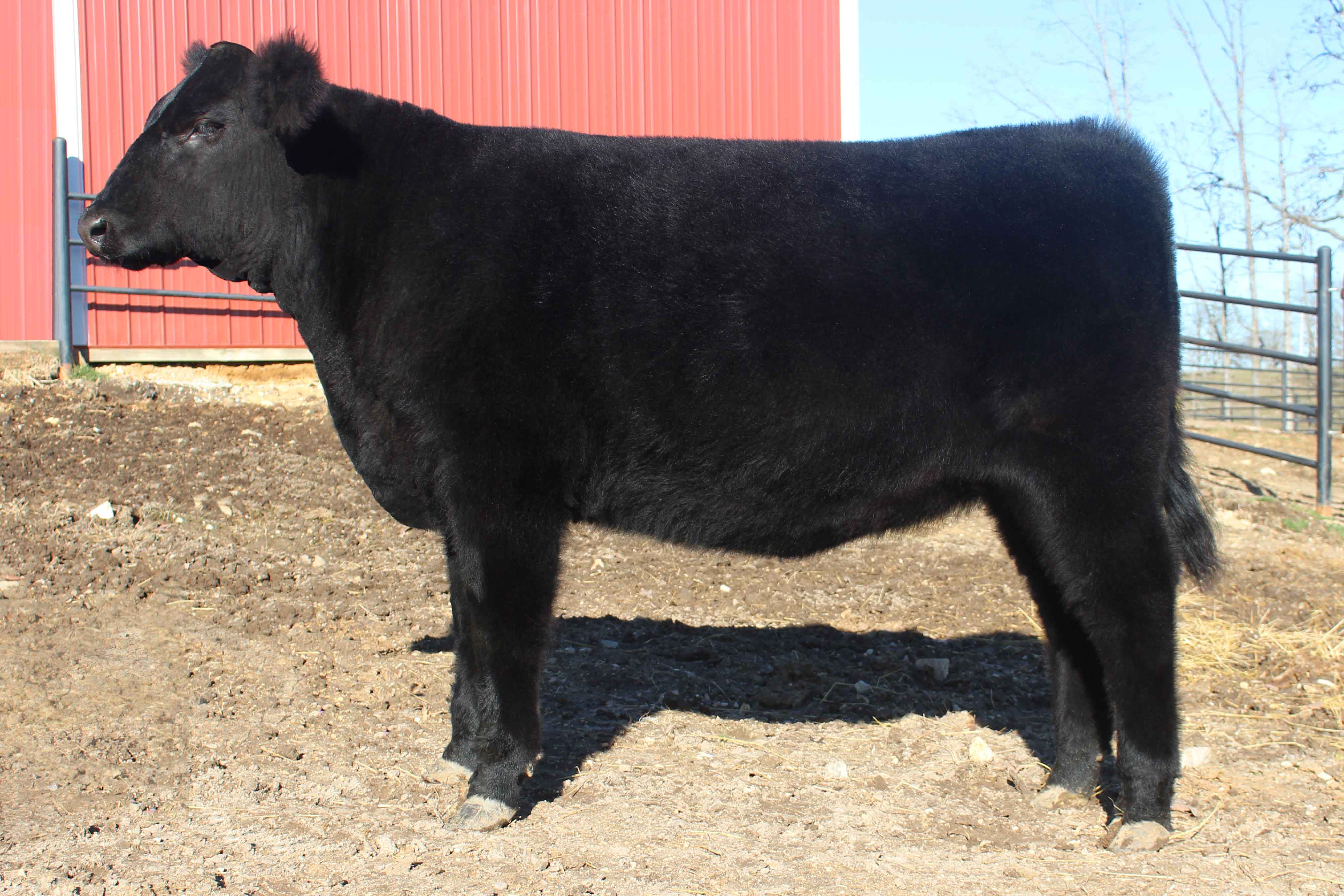 WRR Angus Cattle for Sale