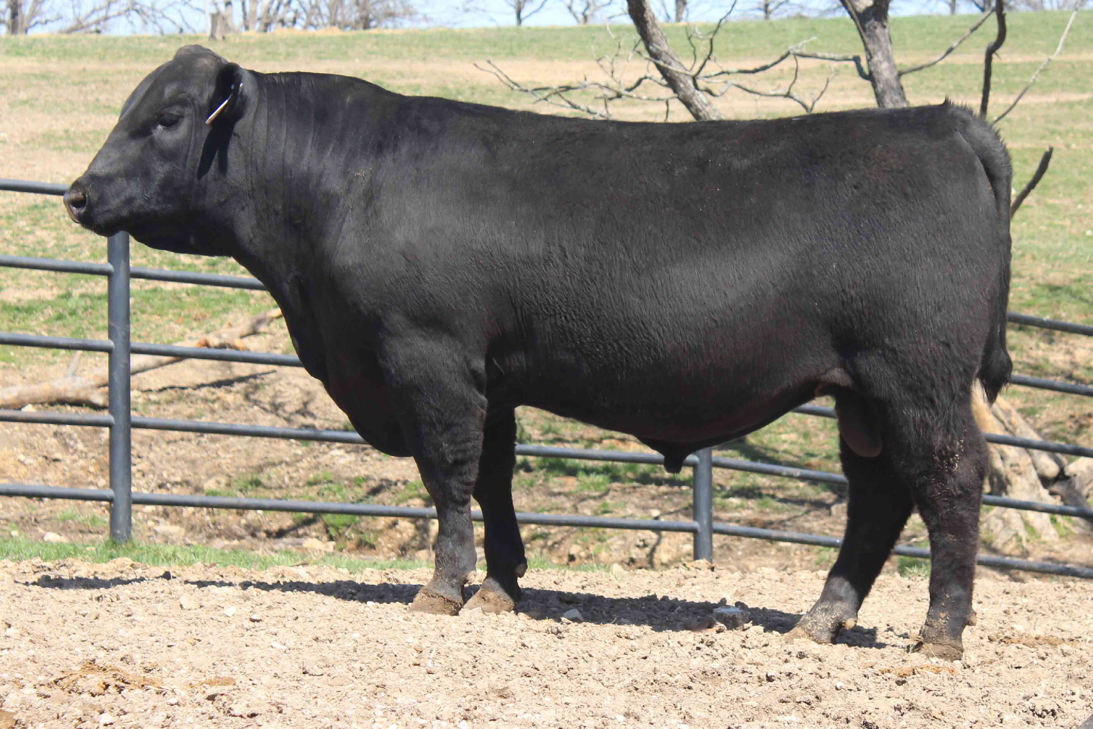 WRR Angus Cattle for Sale