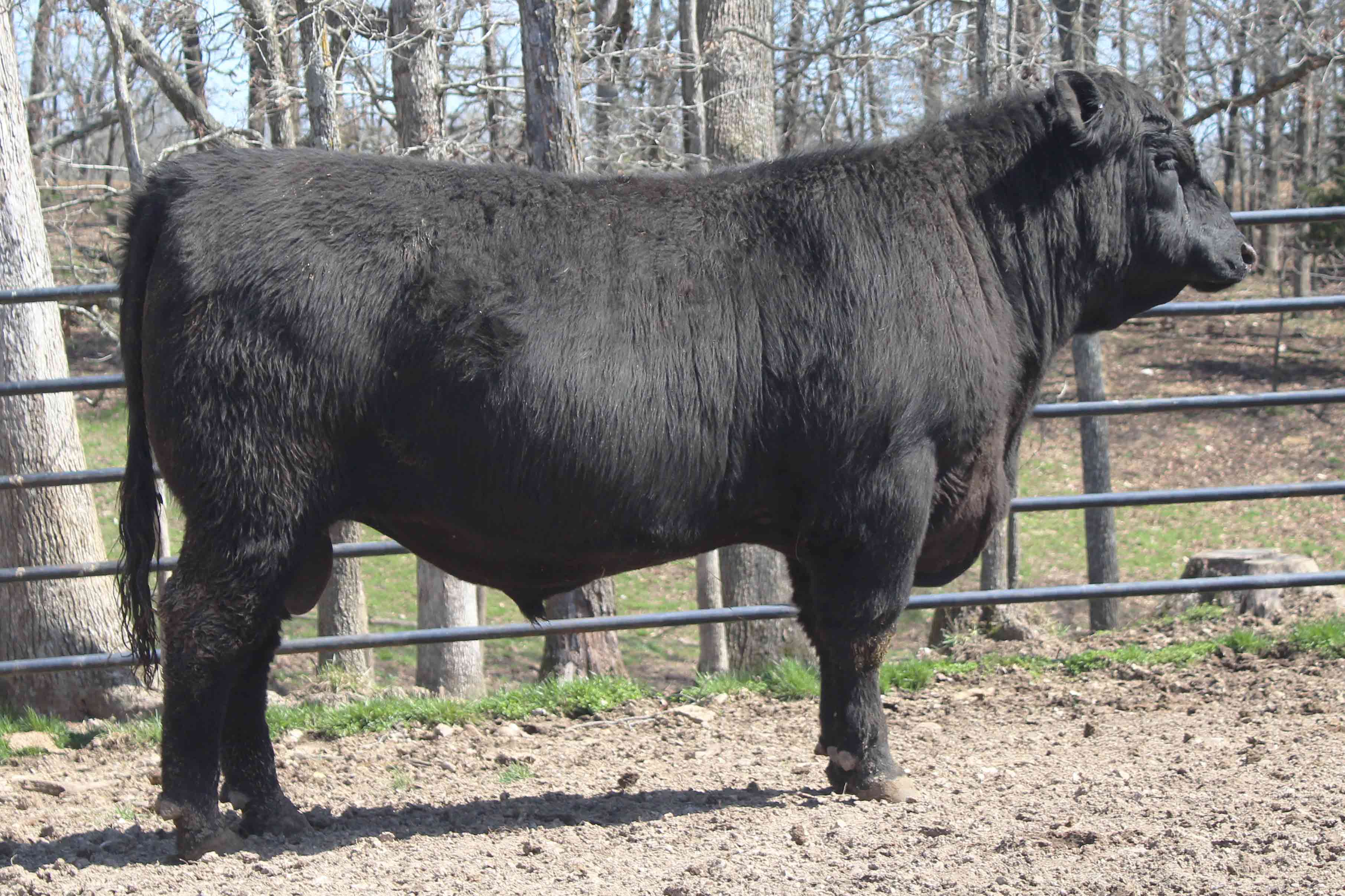 WRR Angus Cattle for Sale