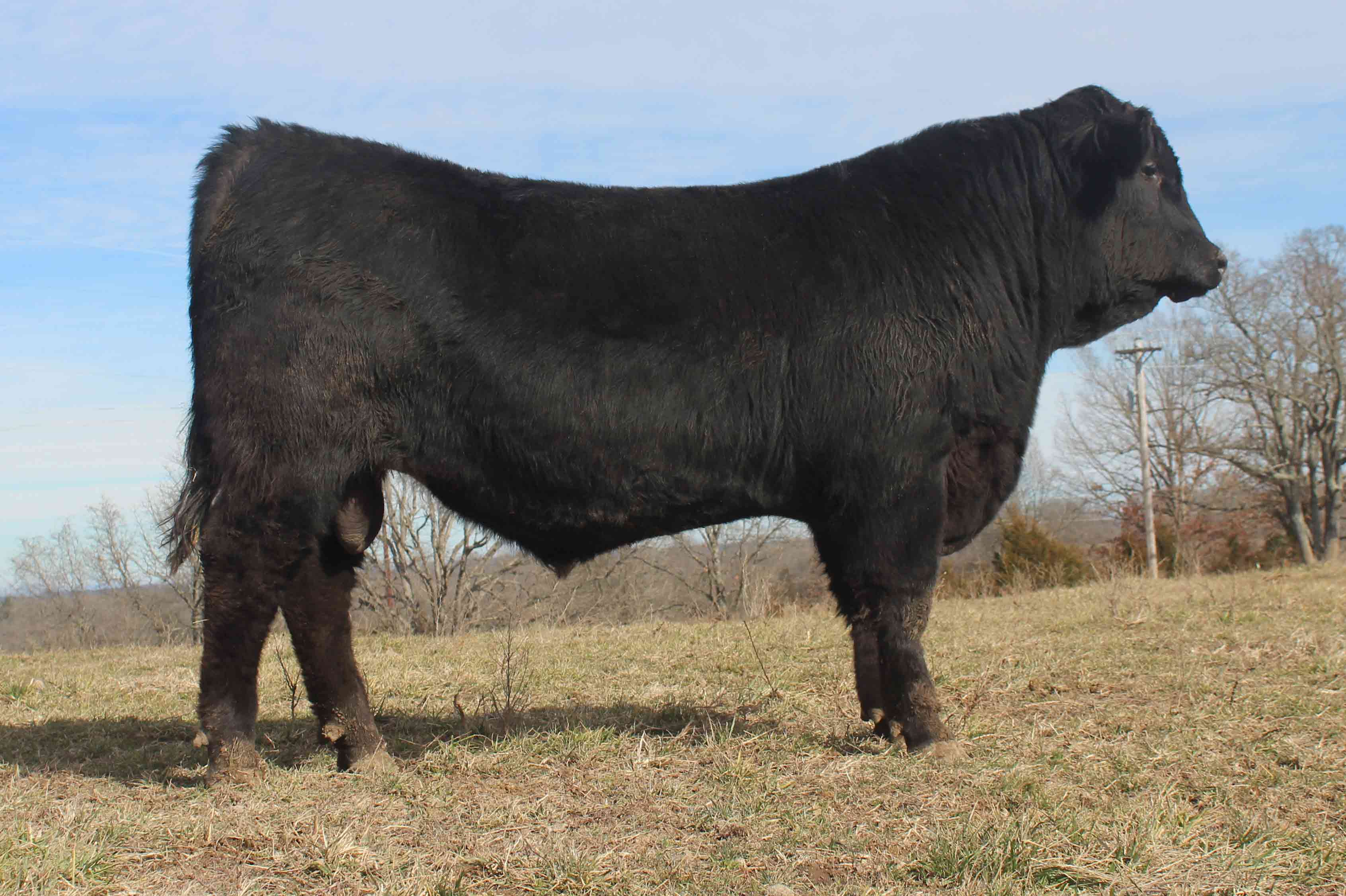 WRR Angus Cattle for Sale