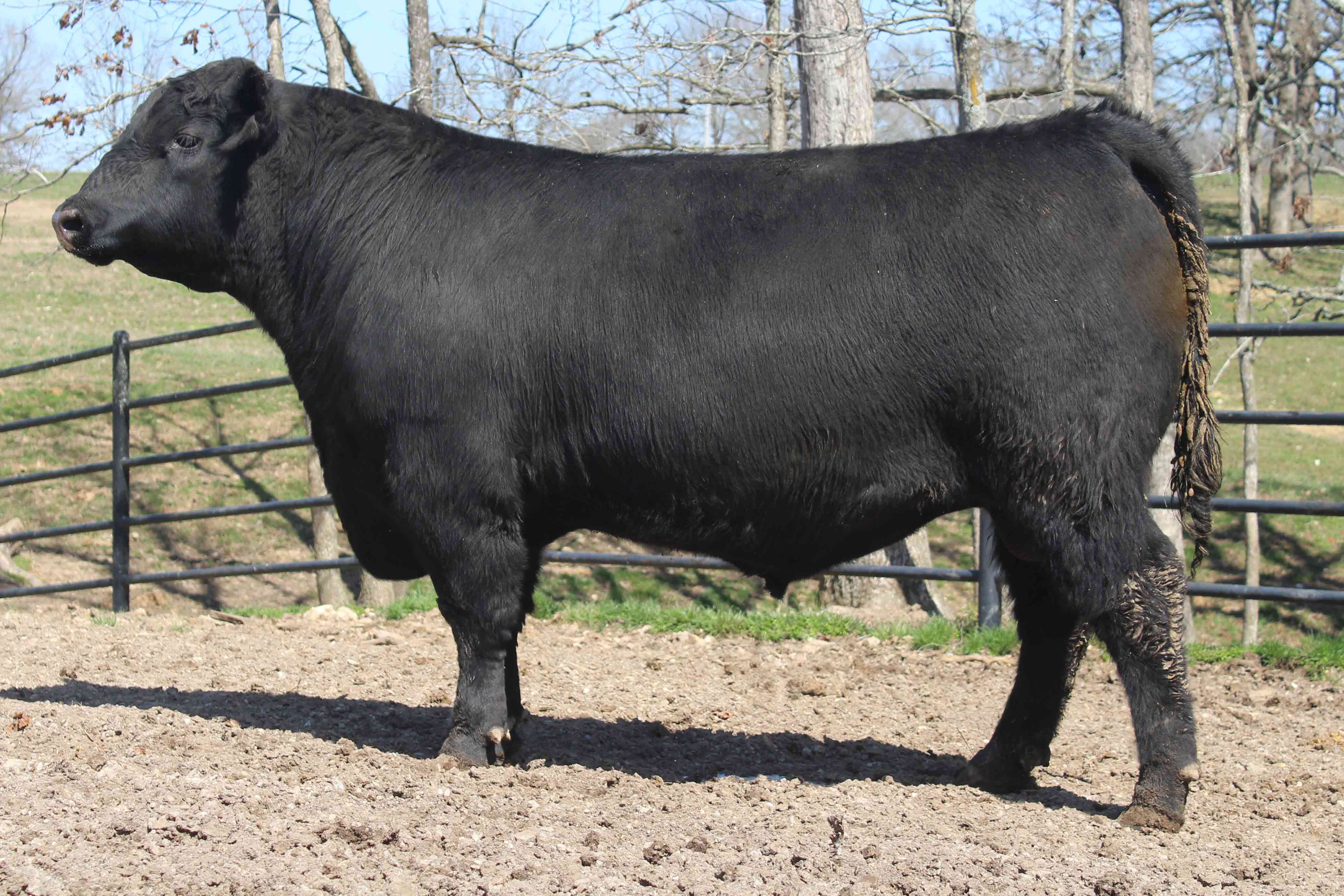 WRR Angus Cattle for Sale