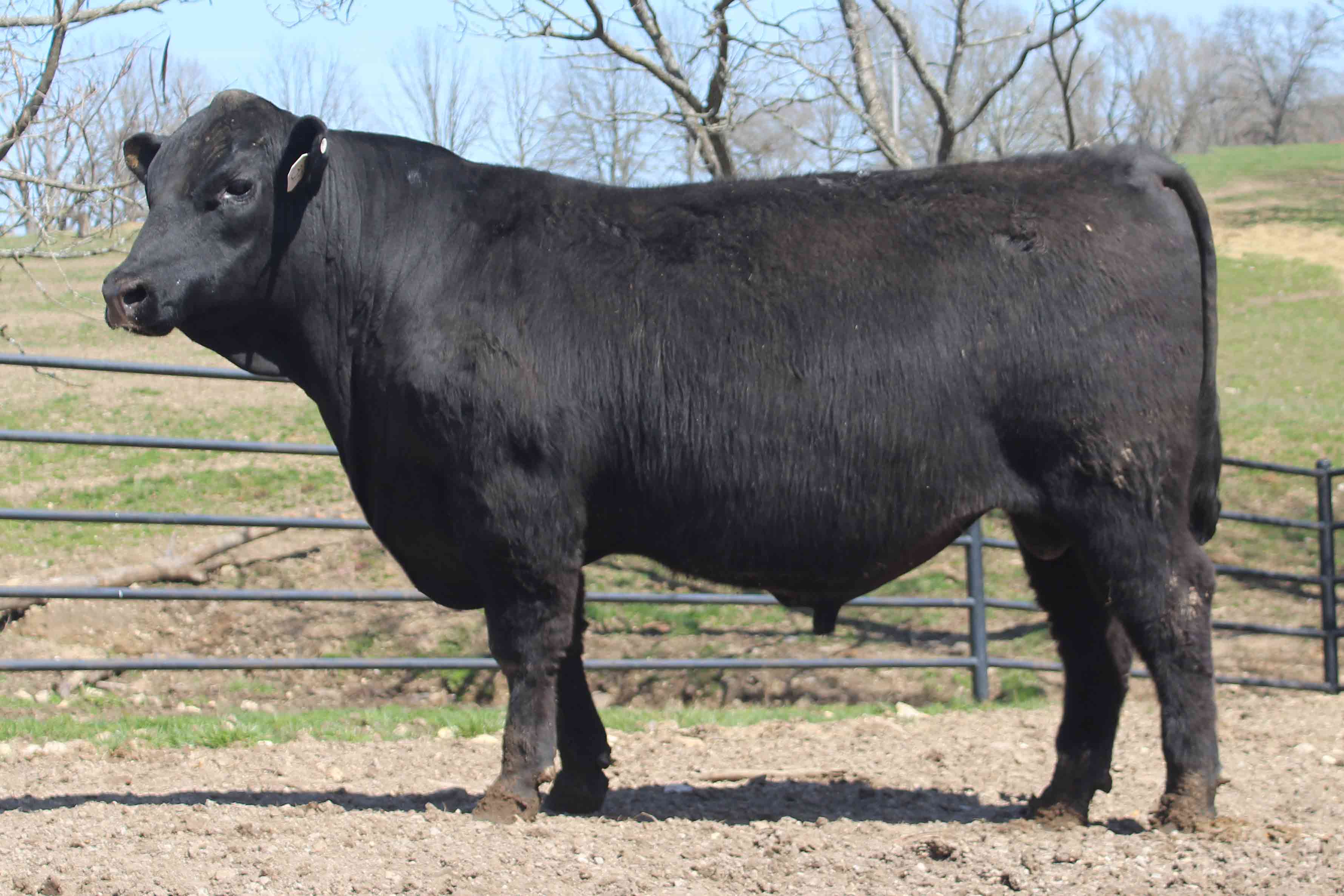 WRR Angus Cattle for Sale